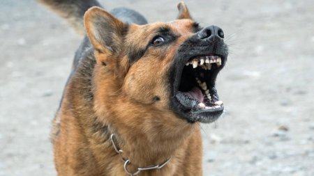 Собаки загрызли 6-летнюю девочку в Карагандинской области