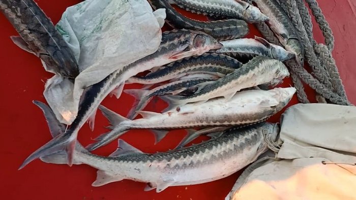 Пограничники Мангистау задержали 111 нарушителей на Каспии