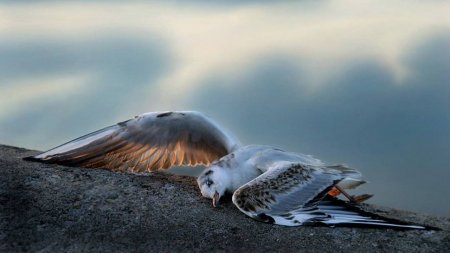 Может передаваться человеку: Выяснена причина массовой гибели птиц на Каспийском море