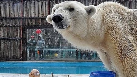 Умер единственный полярный медведь в Казахстане