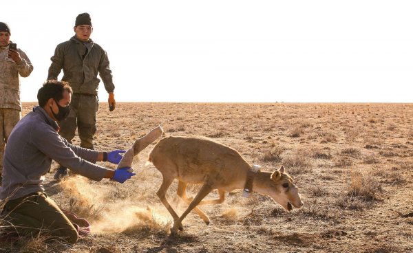 Спутниковые ошейники надели на сайгаков в Мангистау