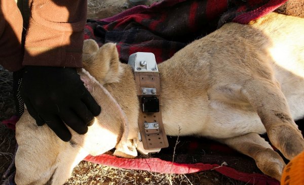 Спутниковые ошейники надели на сайгаков в Мангистау