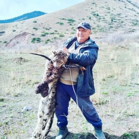 Кыргызстанец опубликовал фото с убитым снежным барсом