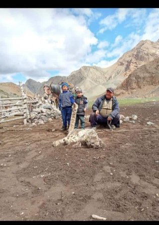 Кыргызстанец опубликовал фото с убитым снежным барсом