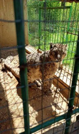 Фото с «убитым» снежным барсом. Что было на самом деле?