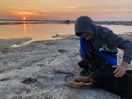 Пропала собака!