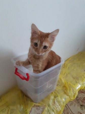 Потерялся котенок!