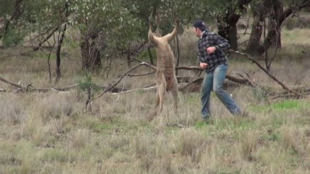 Тем временем в Австралии: мужчина защищал детей и подрался с кенгуру
