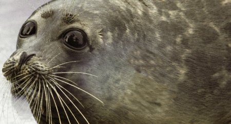 Каспийский тюлень занесён в Красную книгу Казахстана: чем ему это грозит