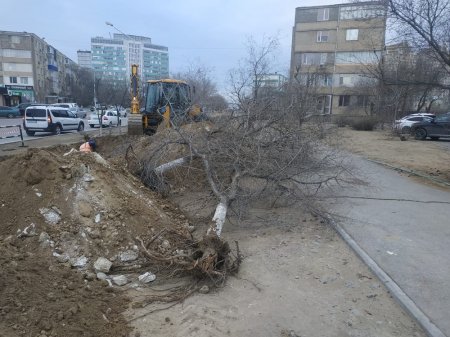 Живые деревья спилили в 7 микрорайоне Актау