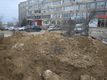 Живые деревья спилили в 7 микрорайоне Актау