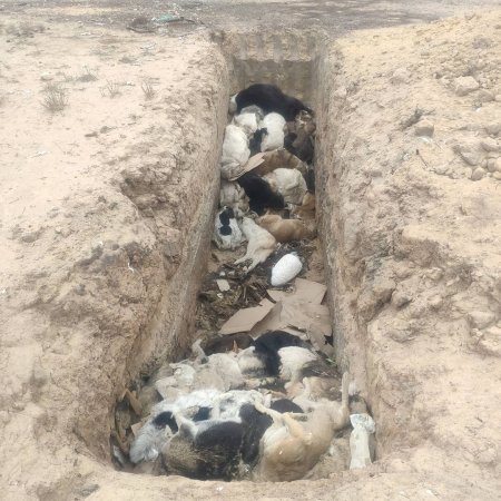 Яму с мертвыми собаками обнаружили недалеко от Актау