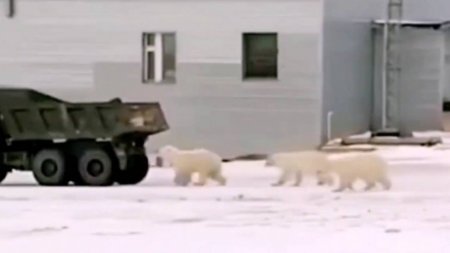 Белые медведи устроили погоню за "КамАЗом". Видео стало вирусным в Сети