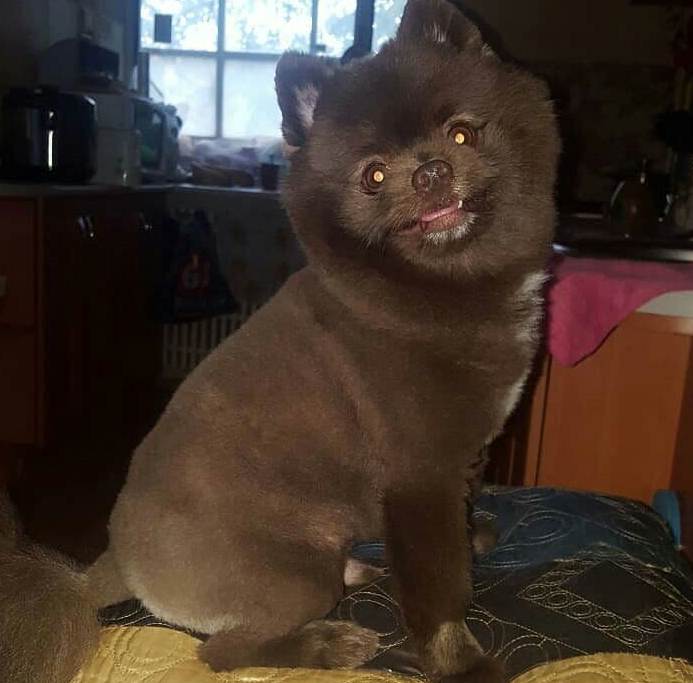 Помогите найти шпица