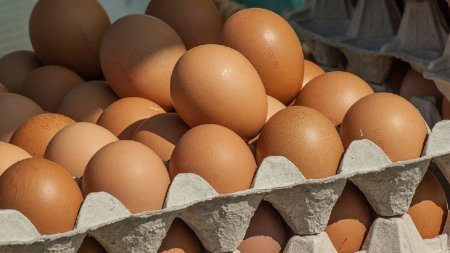 В ценовом сговоре заподозрили производителей яиц и растительного масла
