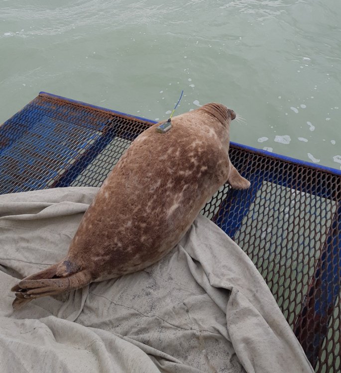 NCOC: Казахстанско-Российские комплексные исследования популяции каспийского тюленя