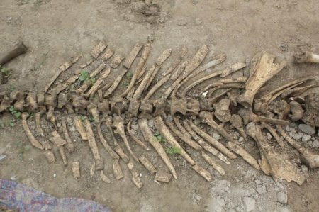 Фермер выкопал кости динозавра в Узбекистане