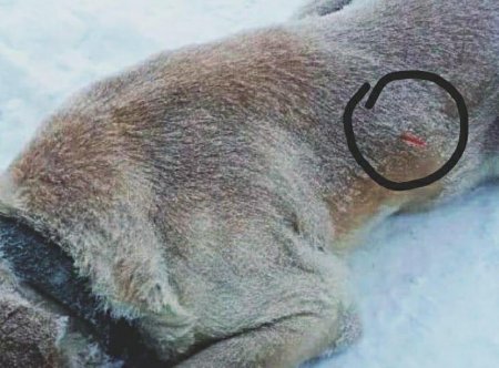 На каждом углу трупы: жители города Казахстана напуганы массовой гибелью собак