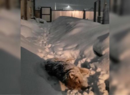 На каждом углу трупы: жители города Казахстана напуганы массовой гибелью собак