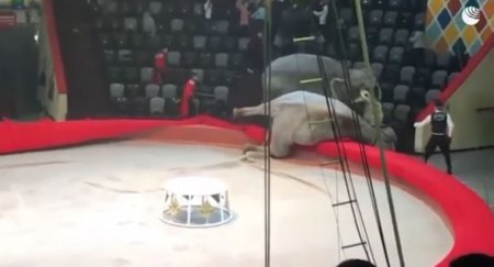Слоны подрались во время представления в цирке