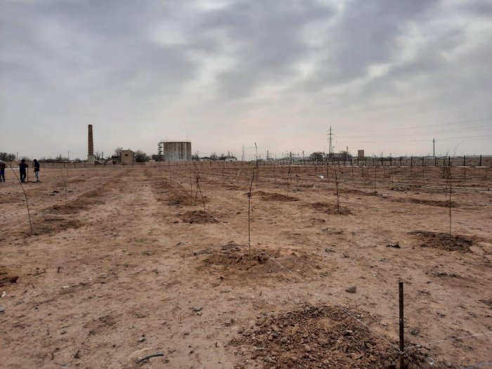 В селе Мунайшы Каракиянского района высаживают плодовые деревья