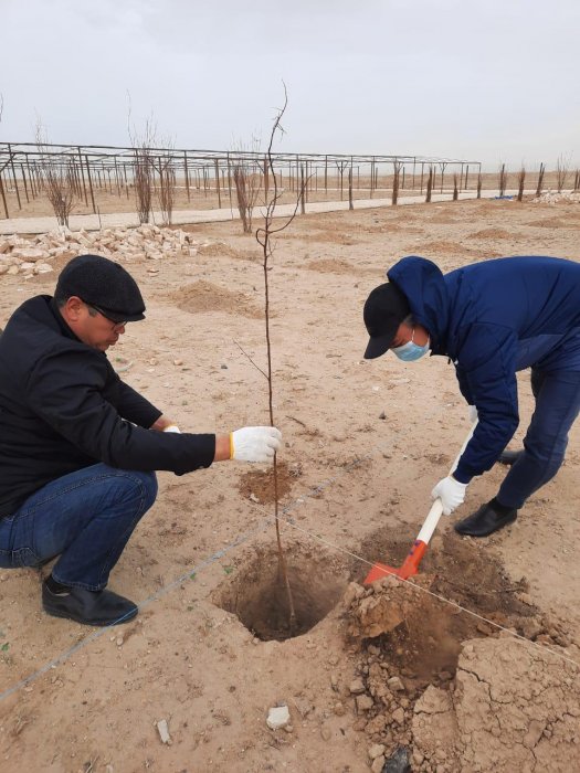 В селе Мунайшы Каракиянского района высаживают плодовые деревья