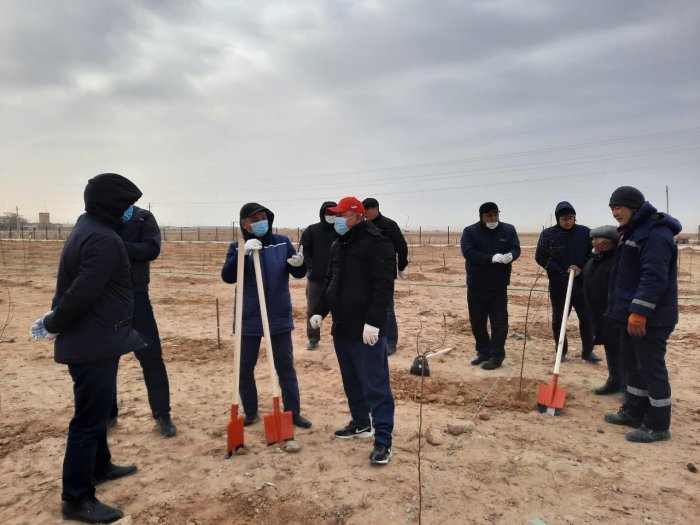 В селе Мунайшы Каракиянского района высаживают плодовые деревья