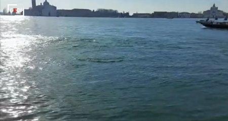 Природа настолько очистилась, что в каналы Венеции вернулись дельфины.  Теперь — не фейк!