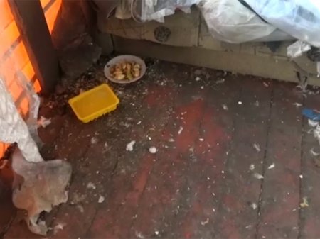 Девочку-маугли, живущую в стае кошек, нашли в Подмосковье