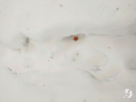 Редкое явление: Мангистауский песок выпал вместе со снегом в Чувашии