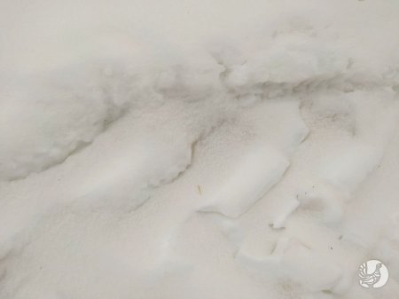 Редкое явление: Мангистауский песок выпал вместе со снегом в Чувашии