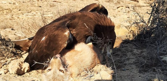 Житель села Жетыбай развивает традиции охоты с беркутами