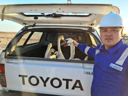 Белых лебедей спасли атырауские нефтяники