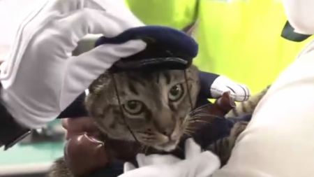 Кошку назначили главой полиции в Японии