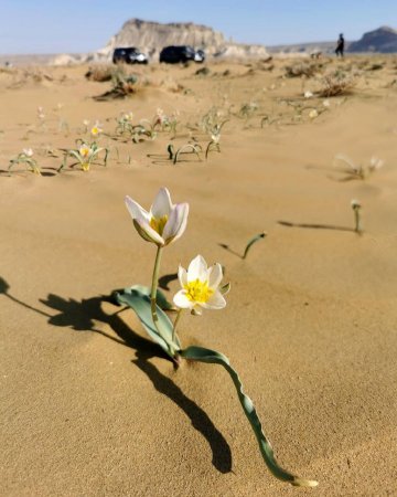 Тюльпаны в степи Мангистау сейчас ФОТО
