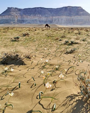 Тюльпаны в степи Мангистау сейчас ФОТО