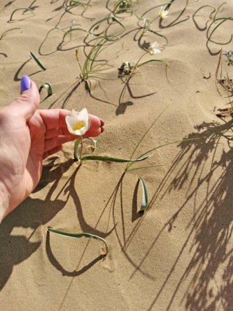 Тюльпаны в степи Мангистау сейчас ФОТО