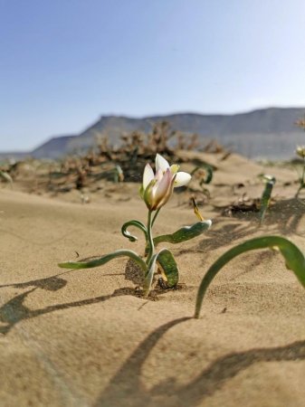 Тюльпаны в степи Мангистау сейчас ФОТО