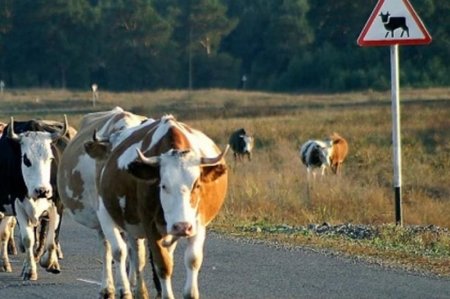 Ограждения от скота установят вдоль трасс в Казахстане