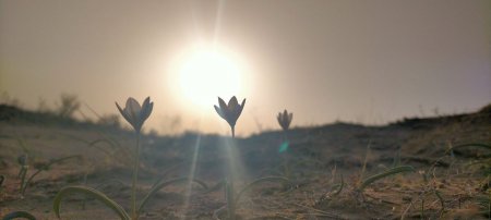 Черепахи проснулись