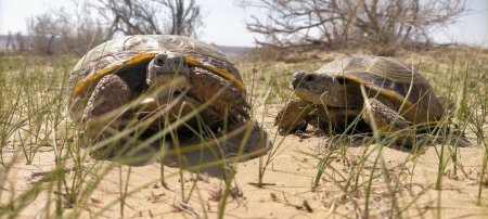 Черепахи проснулись