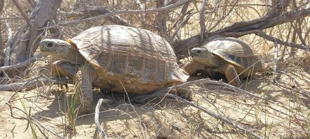 Черепахи проснулись