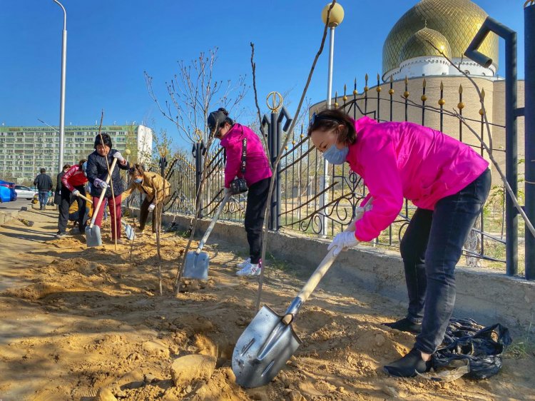 3000 саженцев к 30-летию Независимости:  Нефтяники АО «Каражанбасмунай» вышли на масштабный субботник