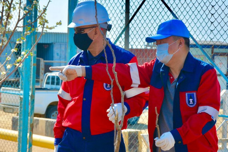 3000 саженцев к 30-летию Независимости:  Нефтяники АО «Каражанбасмунай» вышли на масштабный субботник