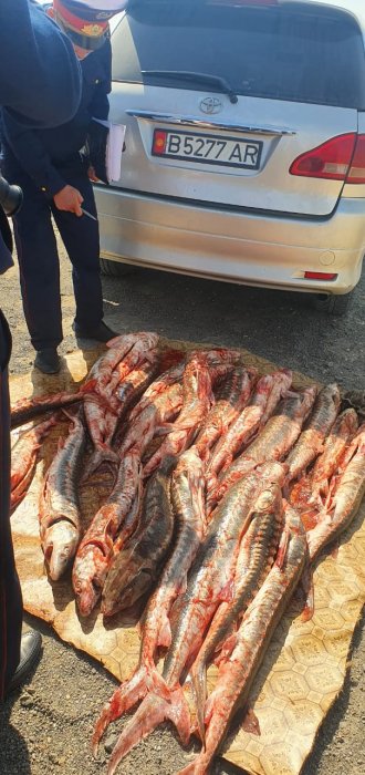 Полицейские Мангистау изъяли у браконьеров около 170 килограммов рыб осетровых пород