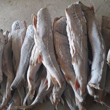 Схрон браконьеров с тремя тоннами осетрины обнаружили в Мангистау