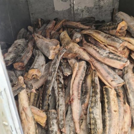 Схрон браконьеров с тремя тоннами осетрины обнаружили в Мангистау