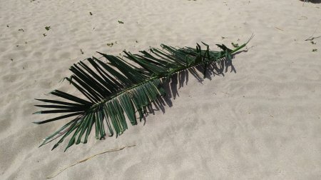 После налёта диких обезьян: Сломанные пальмы на набережной Актау сняли на видео