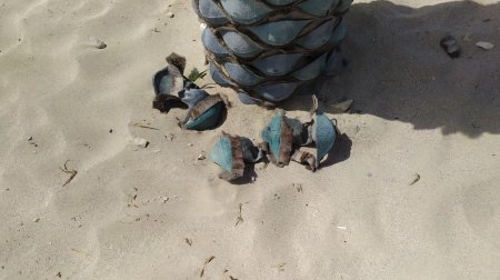 После налёта диких обезьян: Сломанные пальмы на набережной Актау сняли на видео