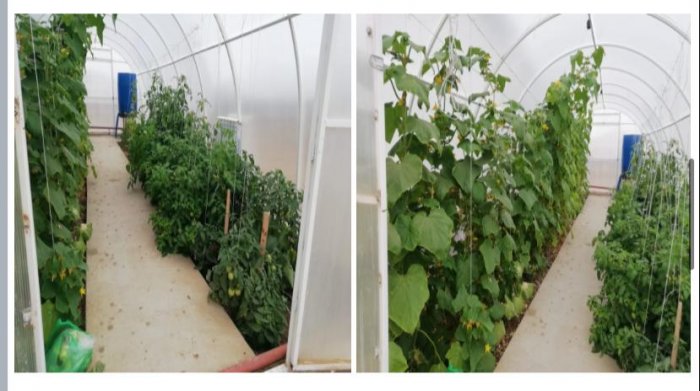 Школьники села Боранкул Бейнеуского района выращивают овощи в теплице